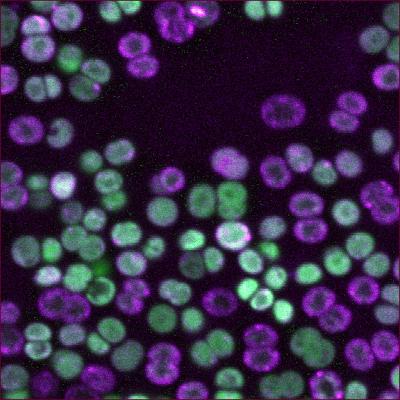 'Super Sized' Microbes