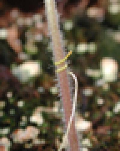 Plant3