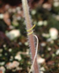 Plant3