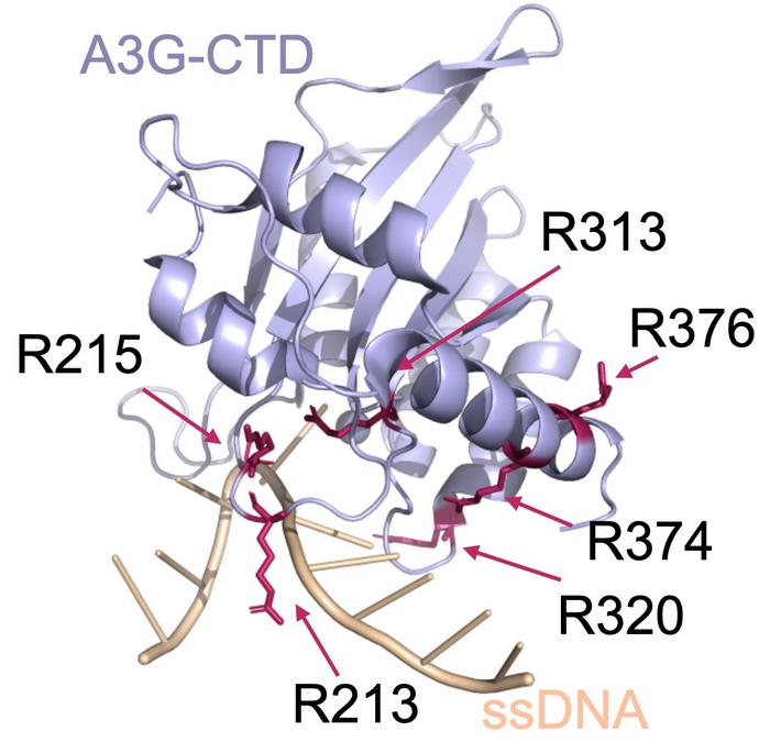 Making Gene Editing More Accurate