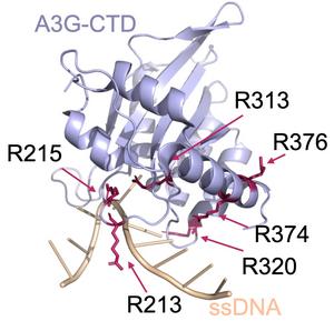 Making Gene Editing More Accurate