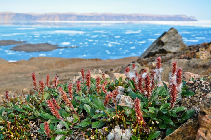 <em>Salix arctica</em> in the Arctic Tundra