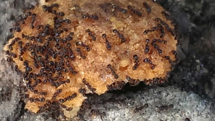 Ants in Manhattan
