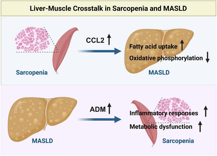 Bidirectional Regulation between Metabolic Dysfunction-associated Steatotic Liver Disease and Sarcopenia via Liver-muscle Crosstalk