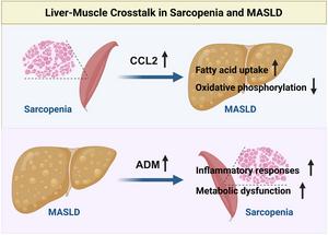 Bidirectional Regulation between Metabolic Dysfunction-associated Steatotic Liver Disease and Sarcopenia via Liver-muscle Crosstalk