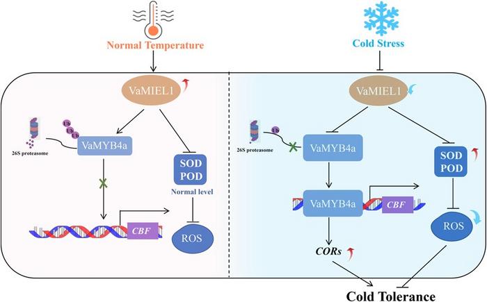 Working model of the VaMIEL1-VaMYB4a module in response to cold stress in grapevine.