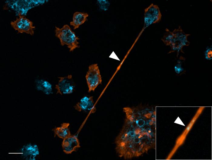Nanotube 1