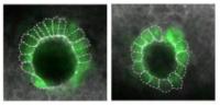 Maternal Genes Shape Development