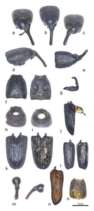 grain weevil remains