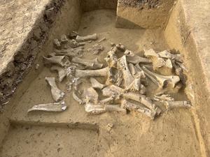 Ancient DNA reveals Ice Age humans preferred female mammoths