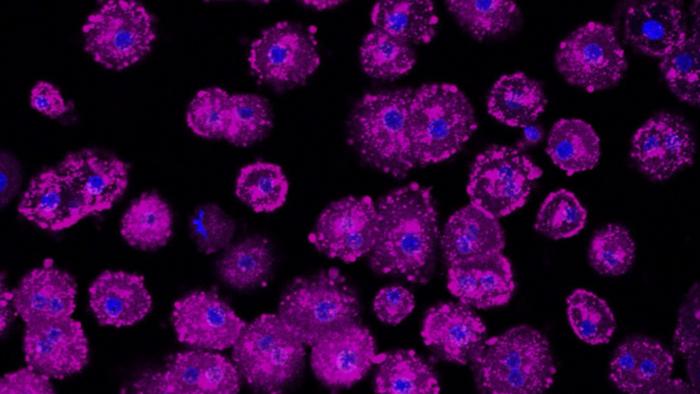 Liver cells