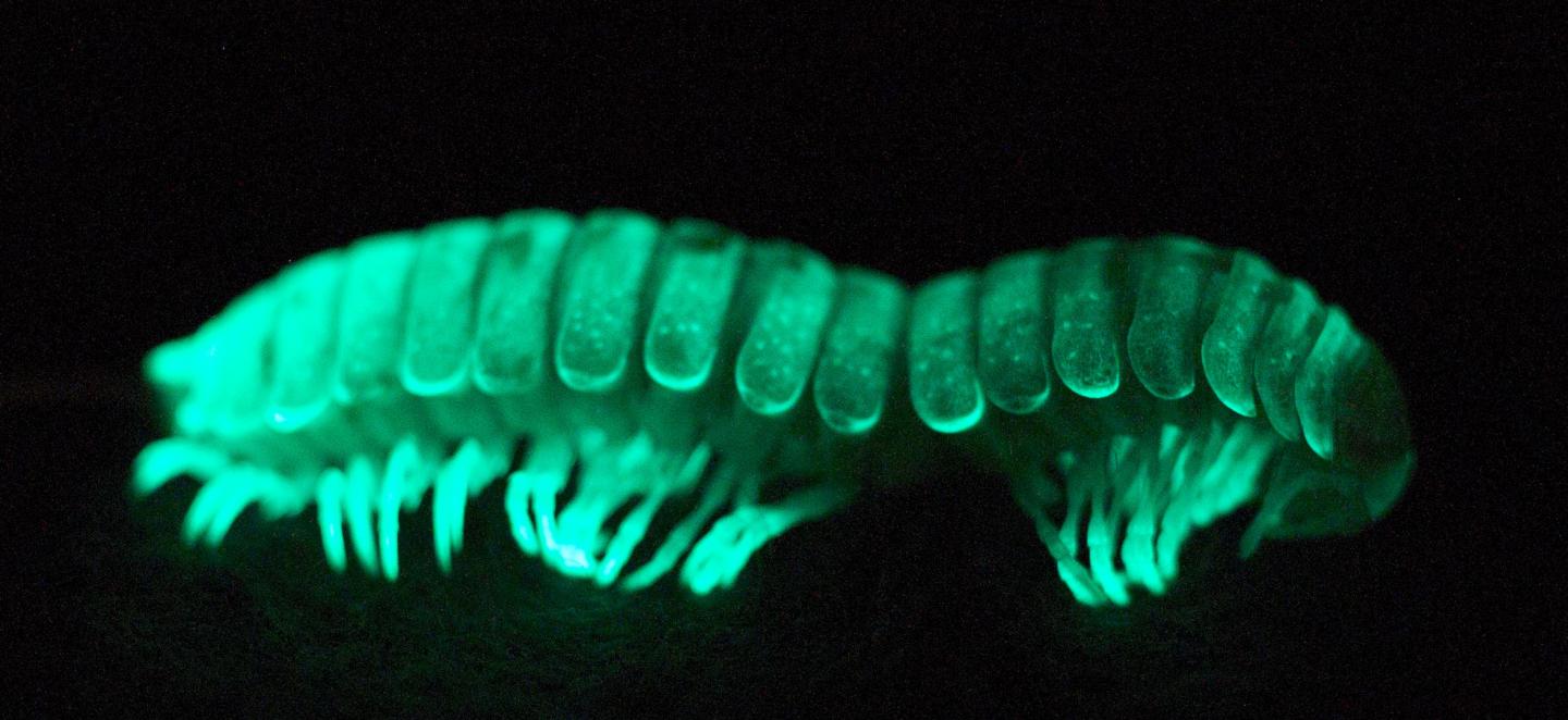 Bioluminescence