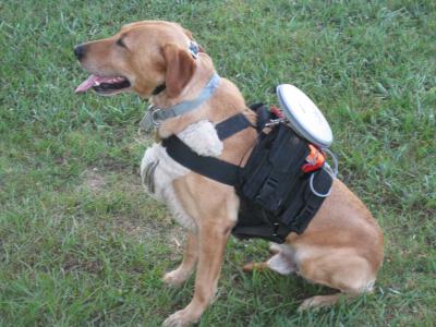 Remote-Control Canine