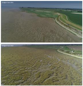 Mudflat becomes saltmarsh