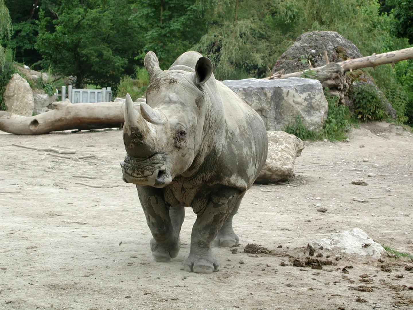 White Rhinoceros