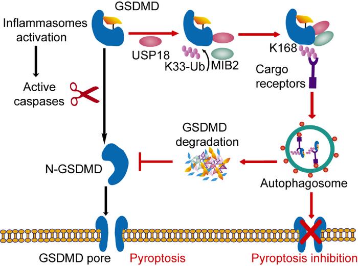 A  proposed  working  model  to  illustrate  how  the  USP18-MIB2-cargo receptors axis negatively regulates GSDMD-mediated pyroptosis