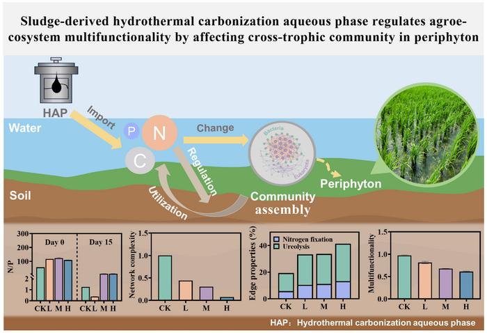 Sludge-derived hydrothermal carbonization aqueous phase regulates agro-ecosystem multifunctionality by affecting cross-trophic community in periphyton