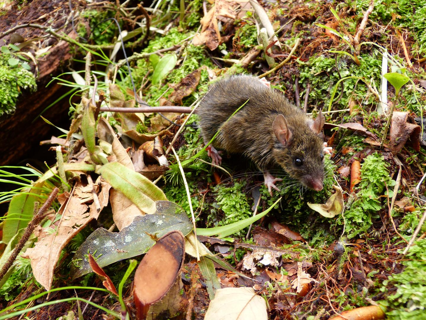 Worm-Eating Mouse