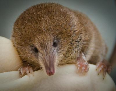 Pygmy Shrew