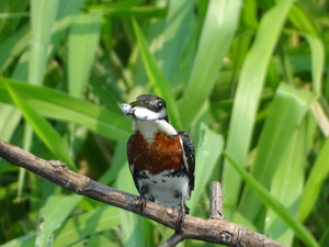 Kingfisher
