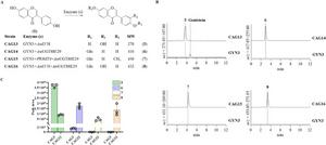 Figure 4. Identification and analysis of pathway metabolites.