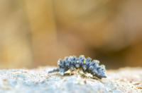 Collembola