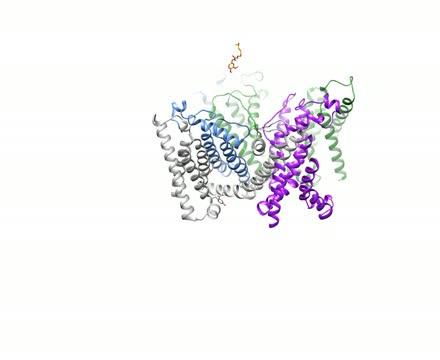 Capsaicin Interacting with the TRPV1 Receptor