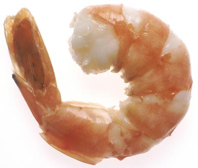 Shrimp