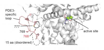 Copper Binding to Enzyme