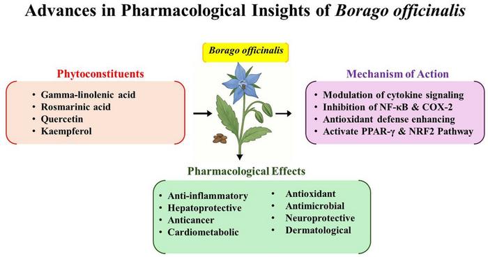 A summary of the therapeutic applications of Borage, ranging from its antioxidant properties to its role in treating metabolic and neurological disorders