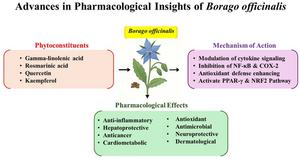 A summary of the therapeutic applications of Borage, ranging from its antioxidant properties to its role in treating metabolic and neurological disorders