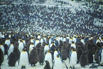 King Penguin (<I>Aptenodytes patagonica</I>)