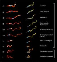 Microswimmers in the Tsetse Fly