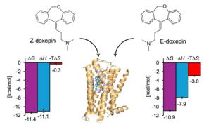 Differences in the Binding Thermodynamics of Doxepin Isomers