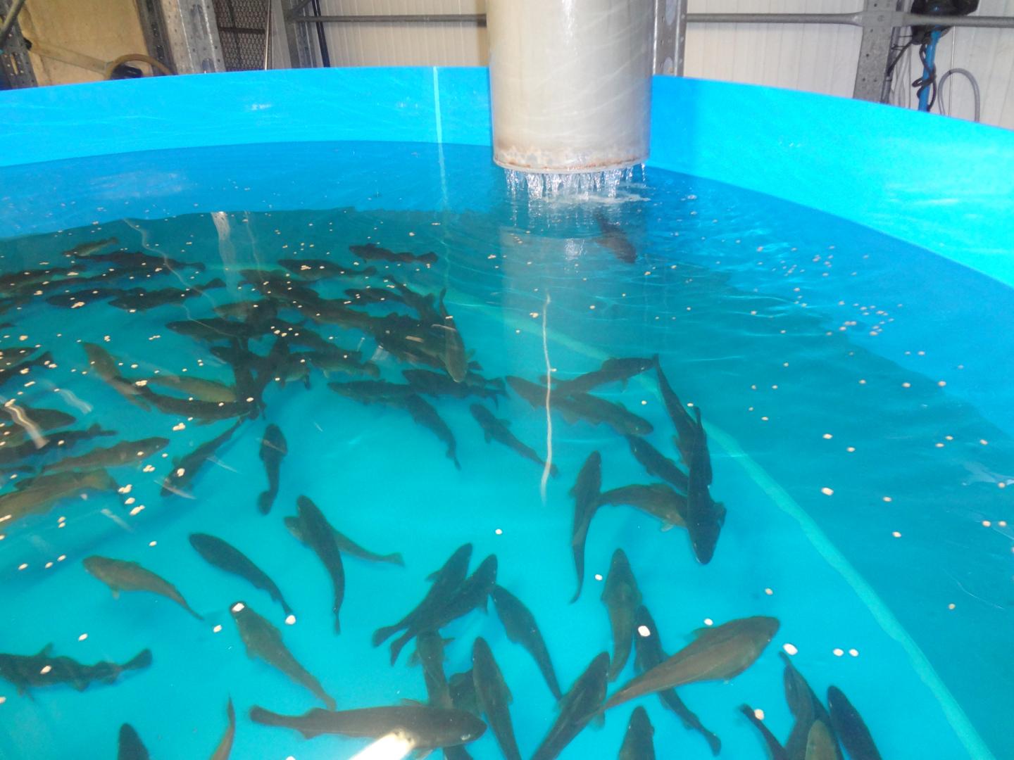 Aquaculture