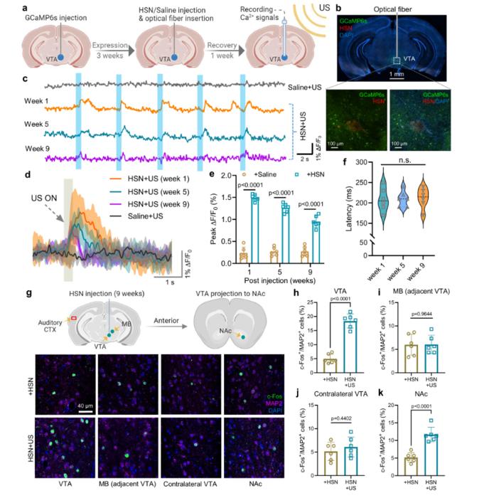 Long-term utility and precision of HSN + US in a deep mouse brain region.