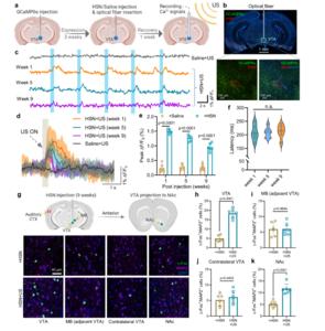 Long-term utility and precision of HSN + US in a deep mouse brain region.