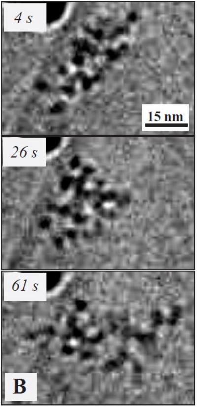 Snapshots of a Moving Polymer Molecule