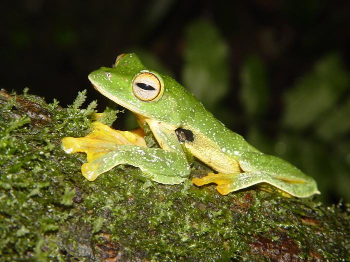 Tropical Asian Tree Frog