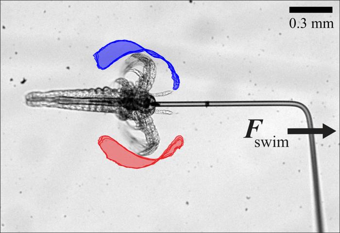 Mesoswimmer