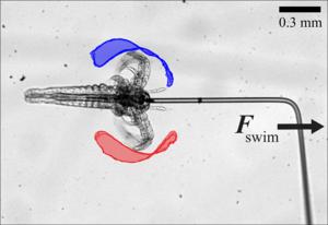 Mesoswimmer