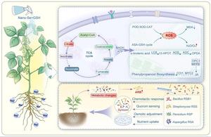 Synergistic nano-composite SeG enhances soybean salt tolerance via JA pathway and arbutin-mediated rhizosphere microbiome regulation