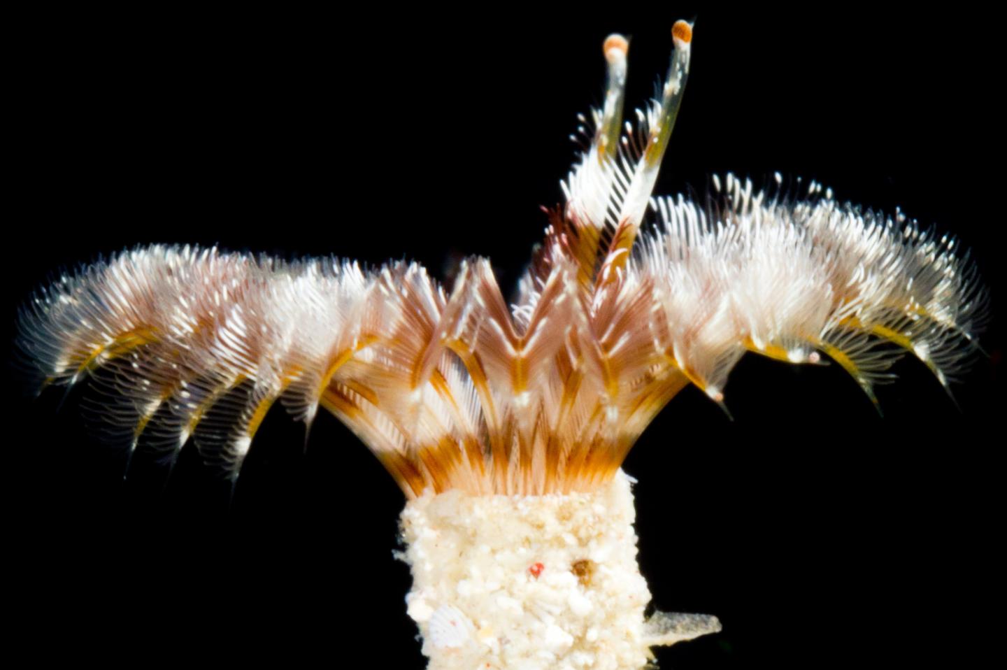 Fan Worm Projecting