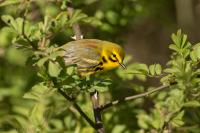 Prairie Warbler