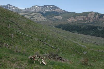 Yellowstone's Northern Range