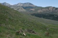 Yellowstone's Northern Range