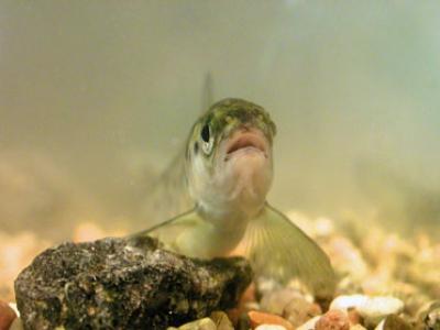 Salmon