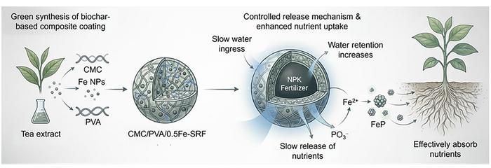 Green-synthesized iron nanoparticles enhance CMC/PVA coatings for biochar‑zeolite slow‑release fertilizers