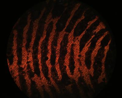 Fingerprint (1 of 3)