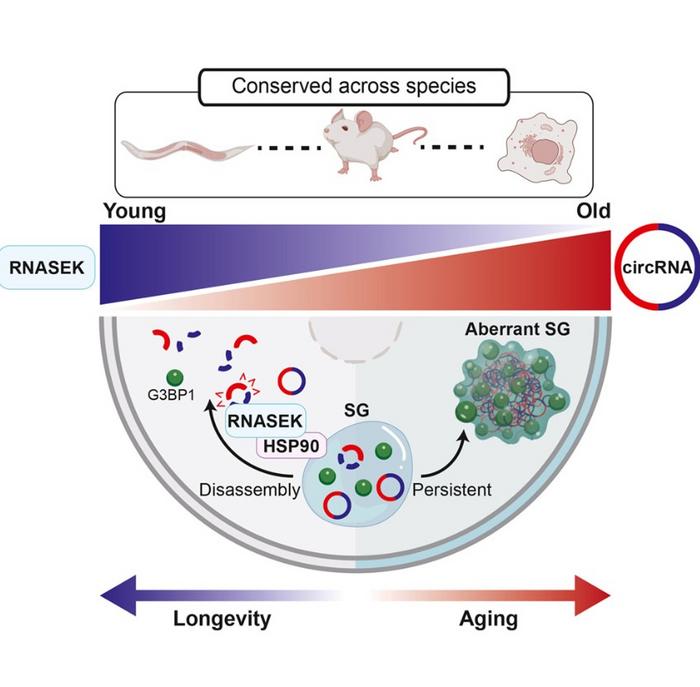 Longevity mediated by suppressing age-associated circRNA​